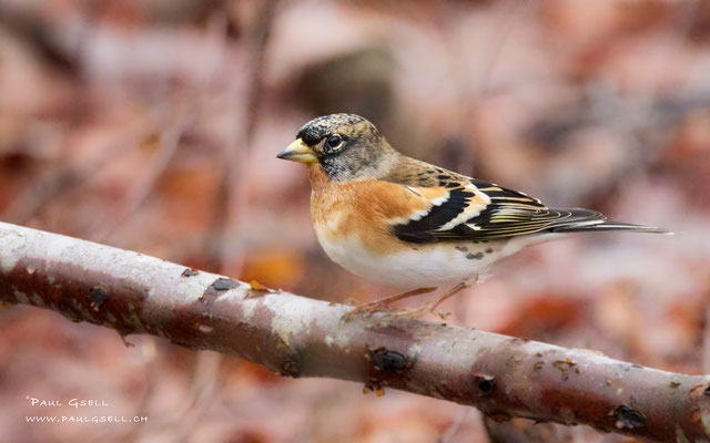 Bergfink - Brambling - #9998