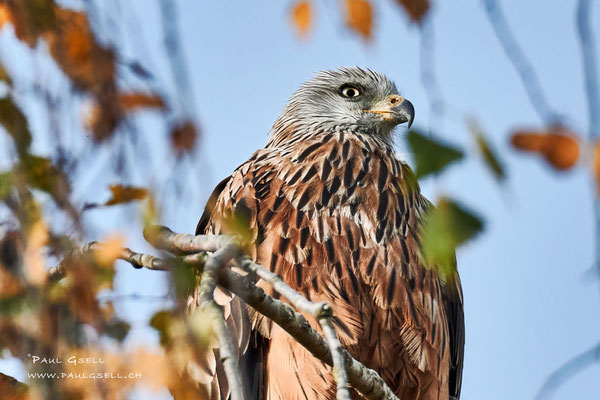 Rotmilan - Red Kite - #9298