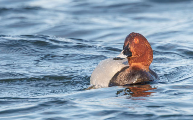 Tafelente Männchen - Common Pochard Male - #2571