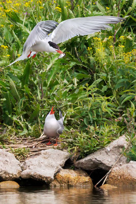 Flußseeschwalben - Common Terns - #1273