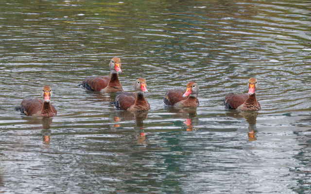 Rotschnabelpfeifgänse - Red-billed Whistling Ducks - #9853