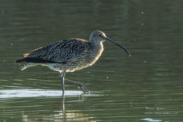 Grosser Brachvogel - Eurasian Curlew - #4806