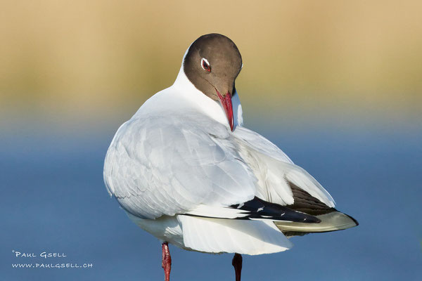 Lachmöwe - Black-headed Gull - #9489