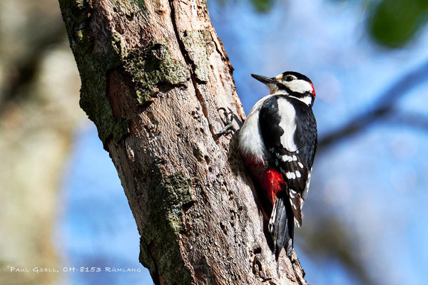 Buntspecht - Great Spotted Woodpecker - #1808