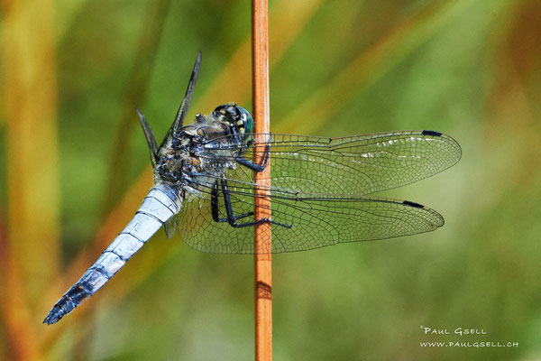 Blaupfeil Libelle - Black-tailed Skimmer - #0492