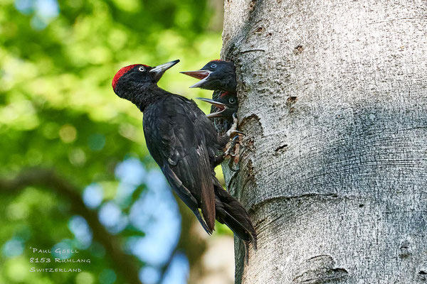 Schwarzspechte - Black Woodpeckers - #2604