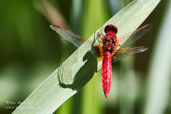 Feuerlibelle - Broad Scarlet - #0386