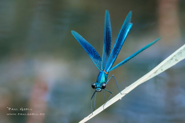 Blauflügel-Prachtlibelle - Beautiful Demoiselle - #5462