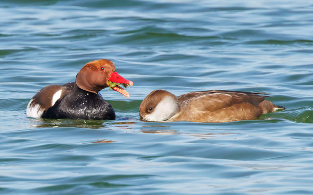 Kolbenenten - Red-crested Ducks - #5692