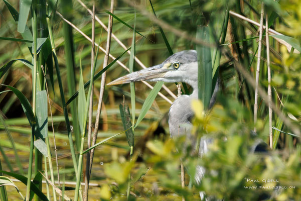 Graureiher - Grey Heron - #3613