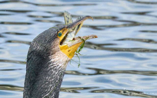 Kormoran - Cormorant - #0091