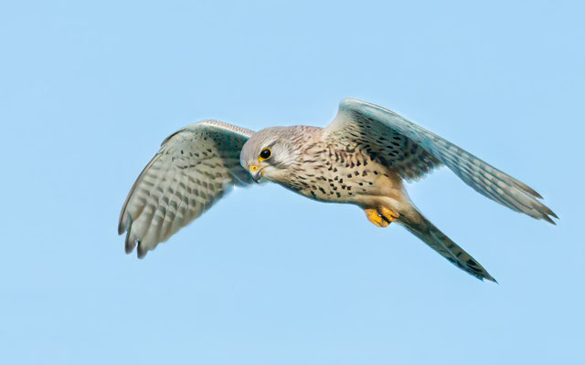 Turmfalke - Kestrel - #0683