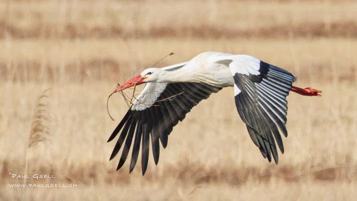 Weißstorch - White Stork #5019