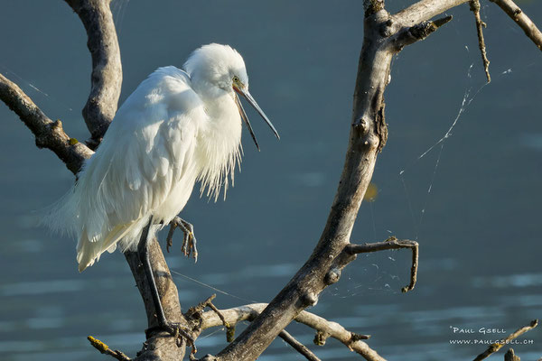 Seidenreiher - Little Egret  #6668