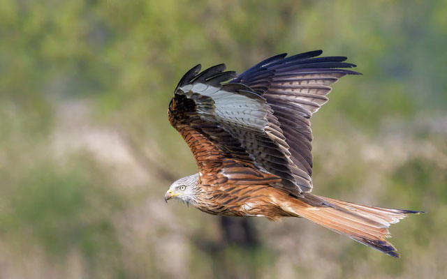 Rotmilan - Red Kite - #1566