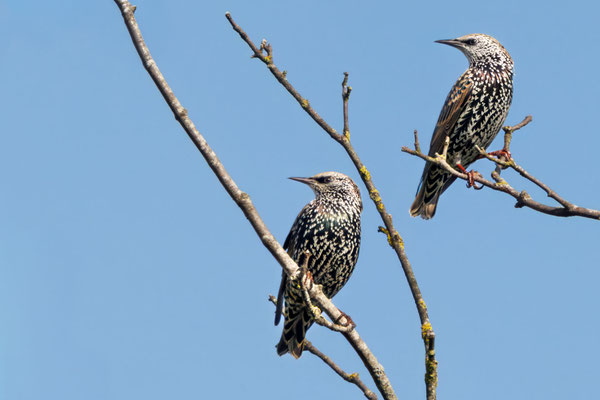 Stare - Starlings - #5576
