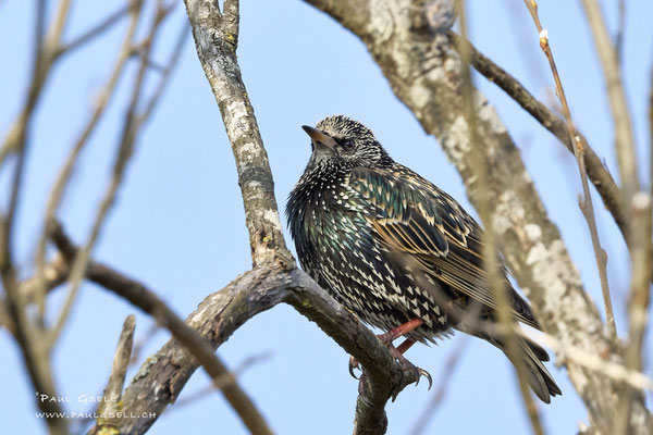 Star - Common Starling - #4319