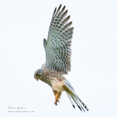 Turmfalke - Kestrel - #7792