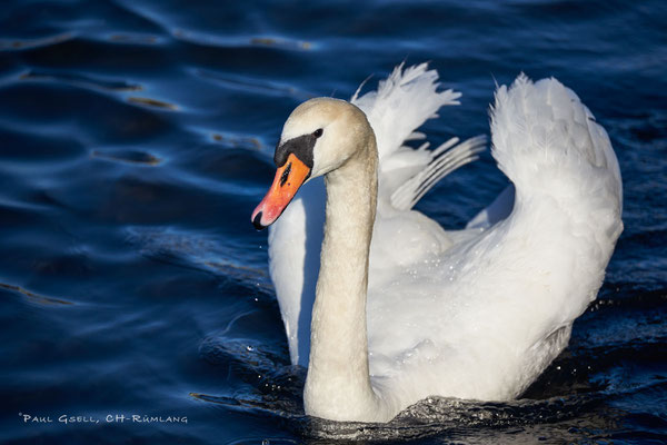 Höckerschwan im Zürichsee - #0100