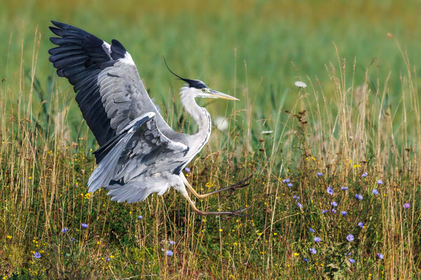 Graureiher - Grey Heron - #0812