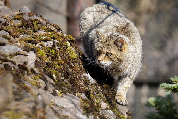 Wildkatze - Wildcat - #2949