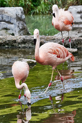 Chile-Flamingos - Phoenicopterus Chilensis - im Zoo Zürich - #2893