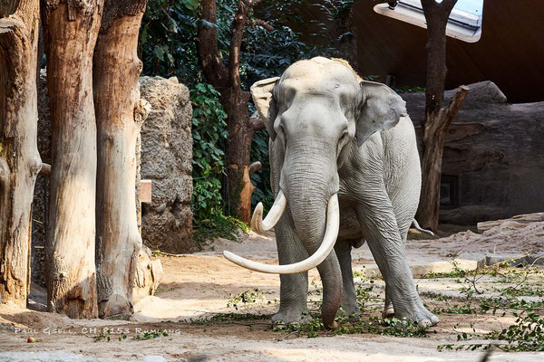 Elefant Maxi im Zoo Zürich - #3171
