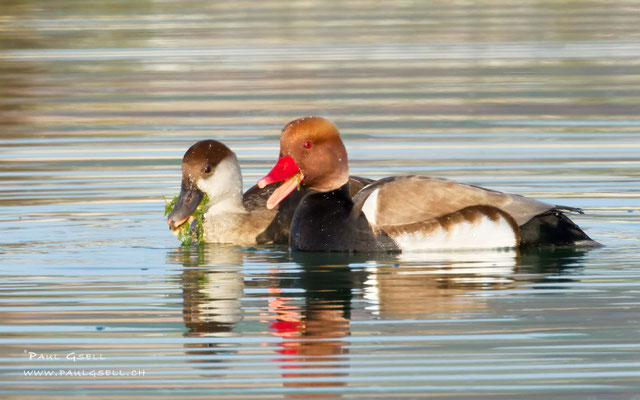 Kolbenenten Pärchen - Red-crested Pochard Couple - #4859