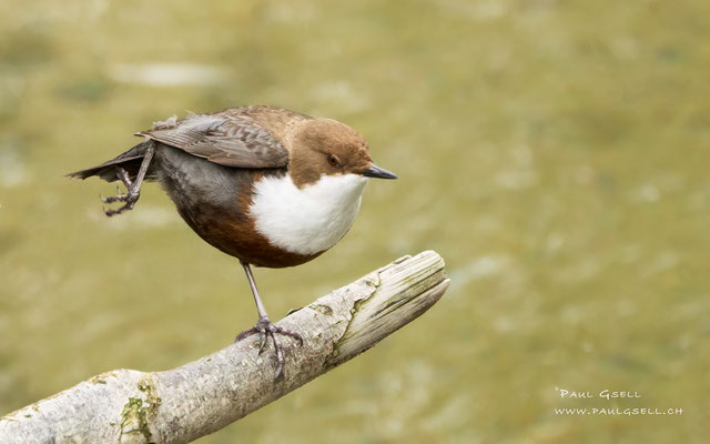 Wasseramsel - White Throated Dipper - #8448