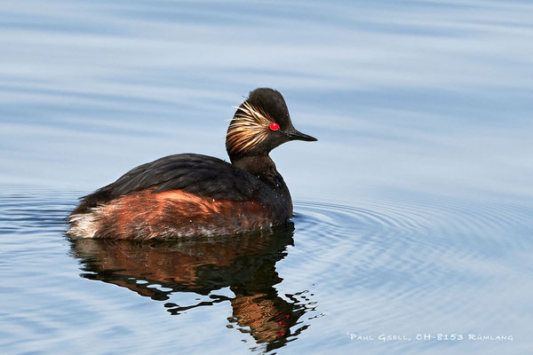 Schwarzhalstaucher - Black-necked Grebe - #1065