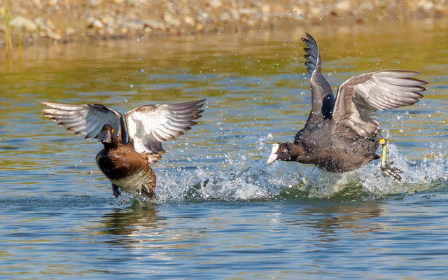Blässhuhn jagt Reiherente - Coot chases Tufted Chuck - #3120