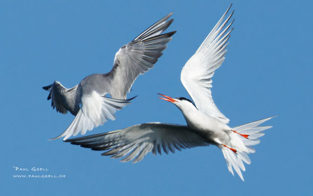 Flußseeschwalben - Common Terns - #6814