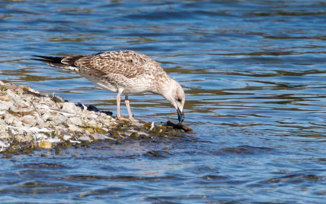 Mittelmeermöwe - Yellow-legged Gull - #4288