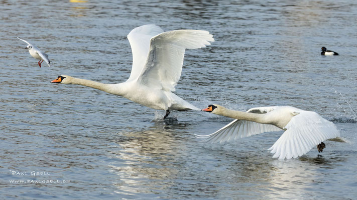 Höckerschwäne - Mute Swans - #3903