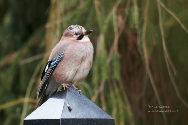 Eichelhäher - Eurasian Jay - #0733