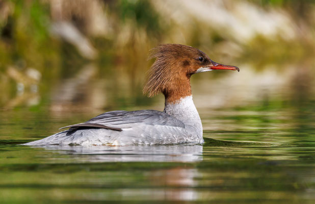 Gänsesäger Weibchen - Goosander female - #7565