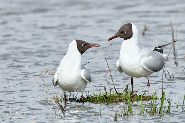 Lachmöwen - Black-headed Gulls - #5248