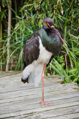 Schwarzstorch, Cigonia Nigra - Zoo Zürich - #0830
