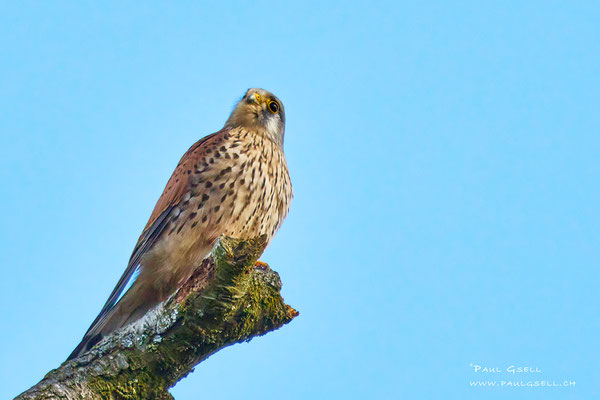 Turmfalke - Common Kestrel - #2334