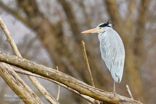 Graureiher - Grey Heron - #2547