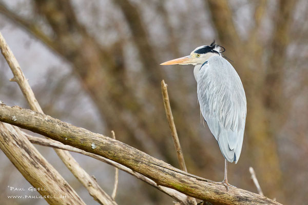 Graureiher - Grey Heron - #2547