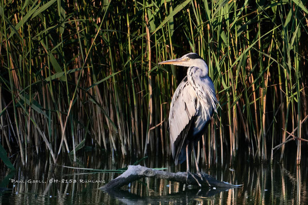 Graureiher - Fischreiher (Ardea cinerea) - #0840