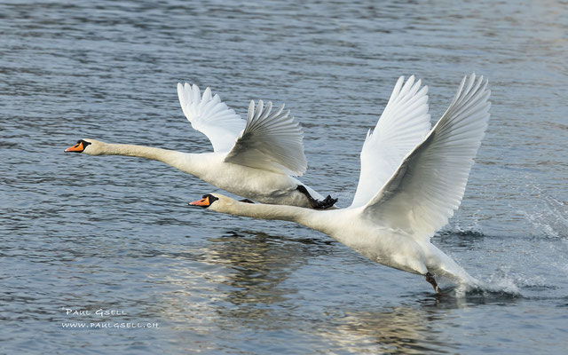 Höckerschwäne - Mute Swans - #3924