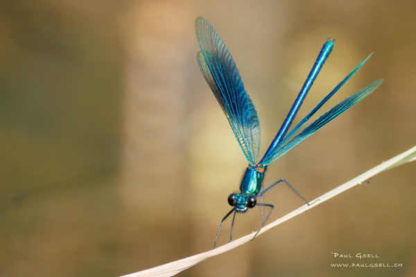 Blauflügel-Prachtlibelle - Beautiful Demoiselle - #5441