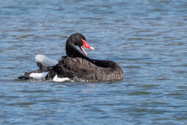 Schwarzschwan - Black Swan - #0911