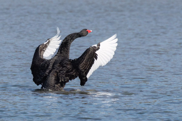 Schwarzschwan - Black Swan - #1338