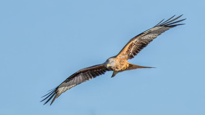 Rotmilan - Red Kite #1907