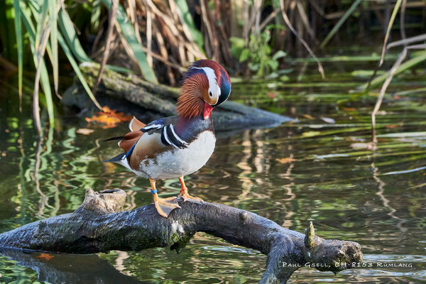 Mandarinente in Zoo Zürich - Aix galericulata -#5819
