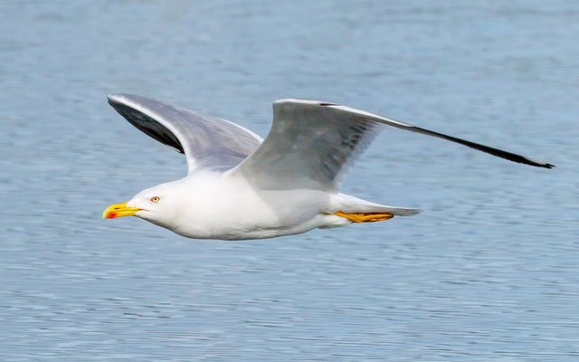 Mittelmeermöwe - Yellow-legged Gull - #1893