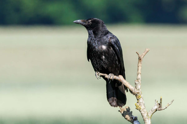 Rabenkrähe - Carrion Crow - #7008